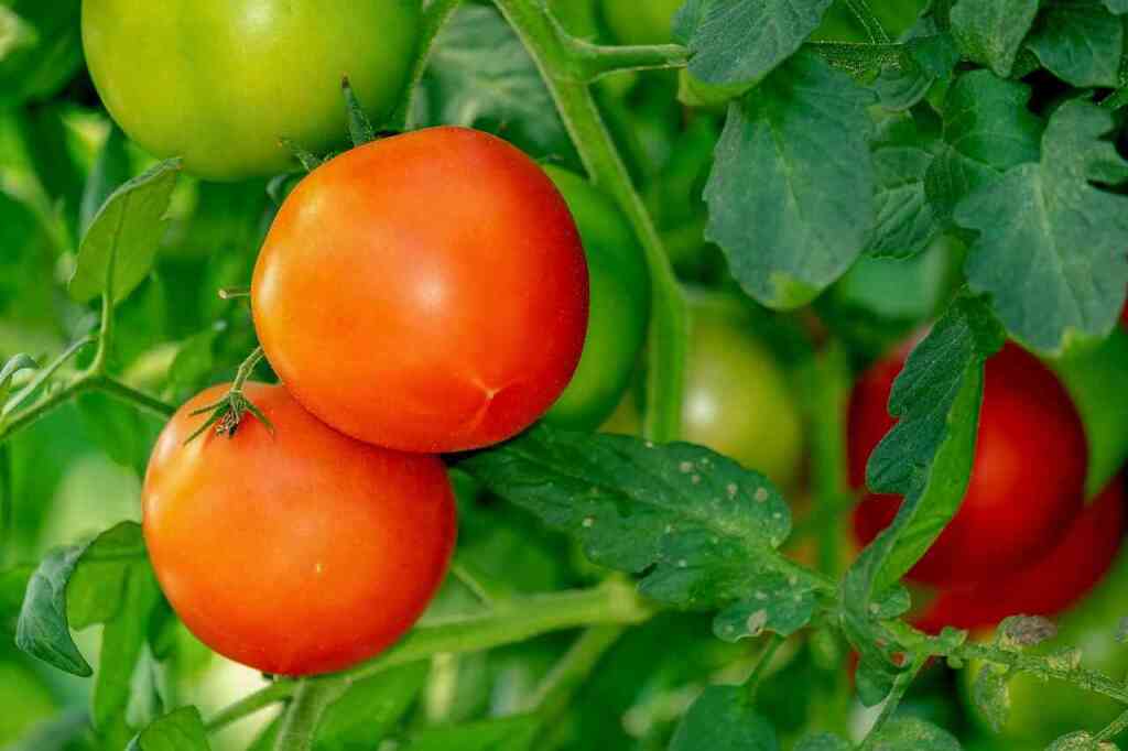 Come Coltivare il Pomodoro: Guida Pratica per un Raccolto Abbondante