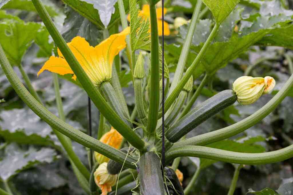 Come Coltivare le Zucchine: Guida Pratica per un Raccolto Fresco e Delizioso