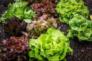Come Coltivare le Insalate: Guida Pratica e trucchi per un Raccolto Fresco e Sano