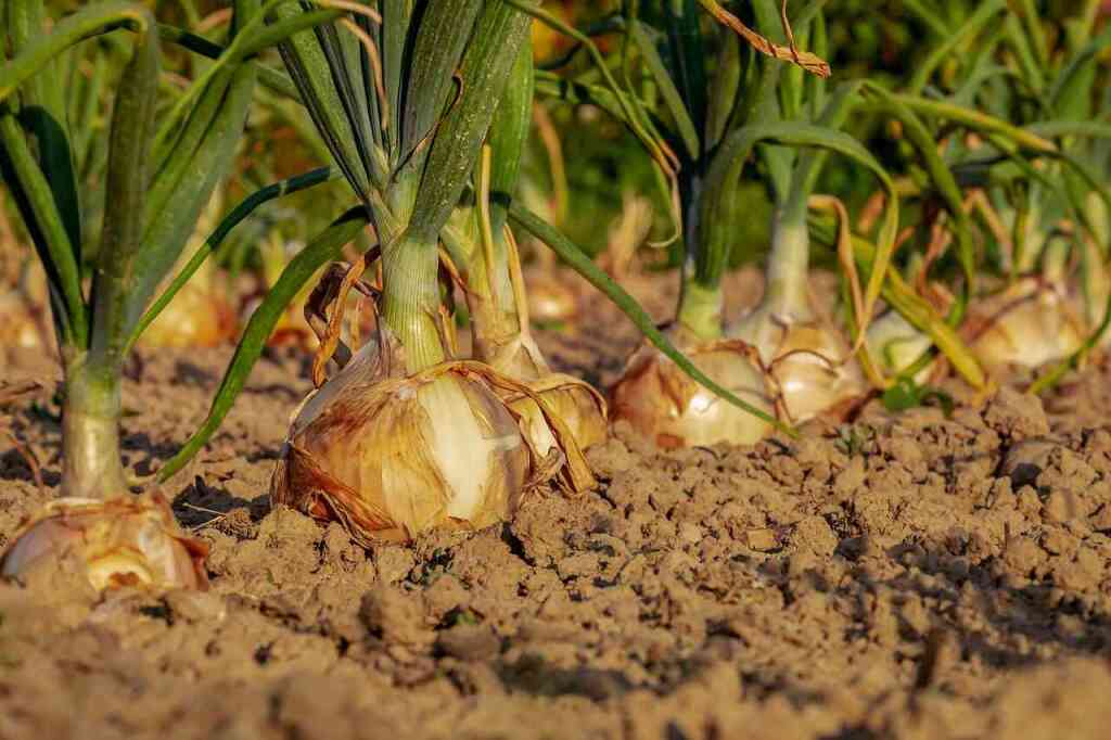 Come Coltivare le Cipolle: Guida Pratica per un Raccolto Saporito