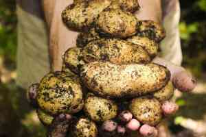 Come Coltivare le Patate: Guida Pratica, trucchi e consigli per un Raccolto Abbondante