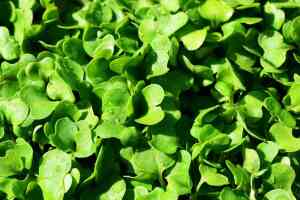 Trucchi su come Coltivare la Rucola: Guida Pratica e consigli per un Raccolto Fresco e Aromatico