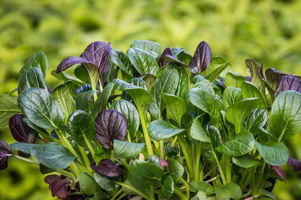 Trucchi su come Coltivare gli Spinaci: Guida Pratica e consigli per un Raccolto Ricco di Nutrienti