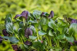 Trucchi su come Coltivare gli Spinaci nel proprio orto: Guida Pratica e consigli per un Raccolto Ricco di Nutrienti