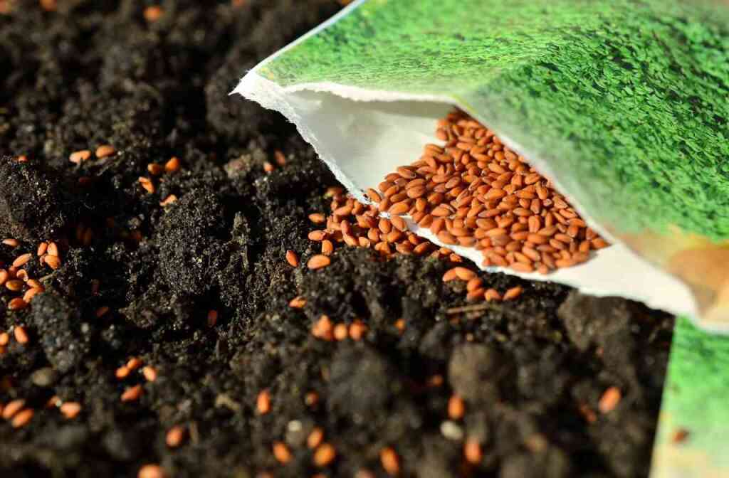 ​Cosa si semina a gennaio: guida alla semina invernale