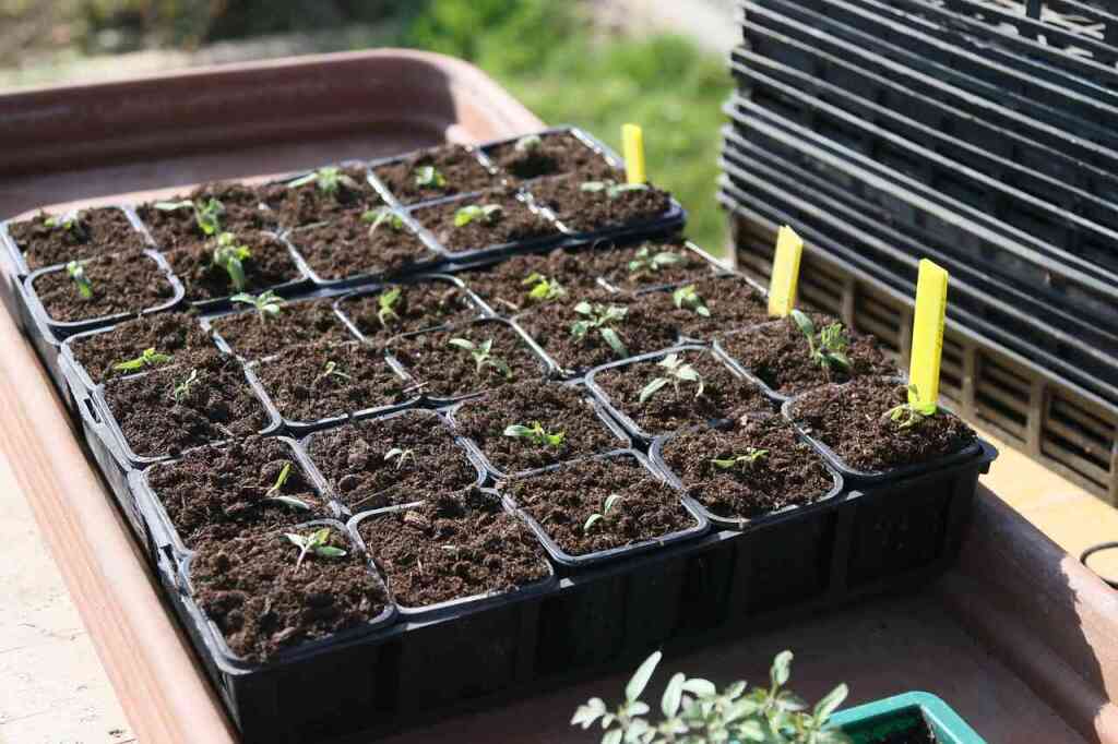  Cosa si semina a marzo nell'orto: la primavera alle porte