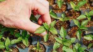 Cosa si semina a luglio: un'estate calda e produttiva