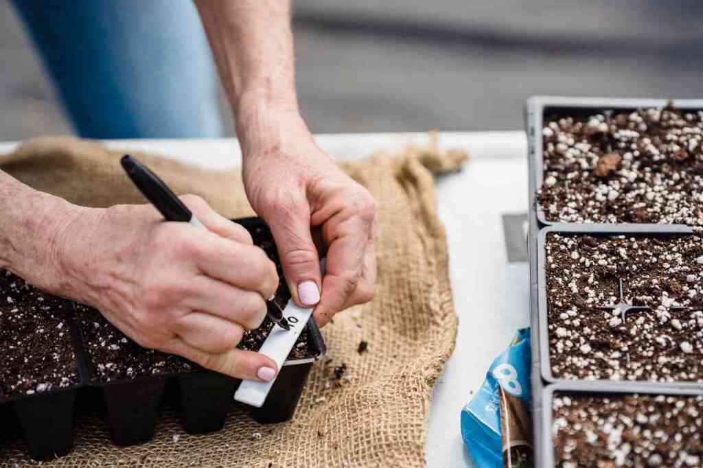 Cosa si semina a ottobre: un orto in preparazione per l'inverno