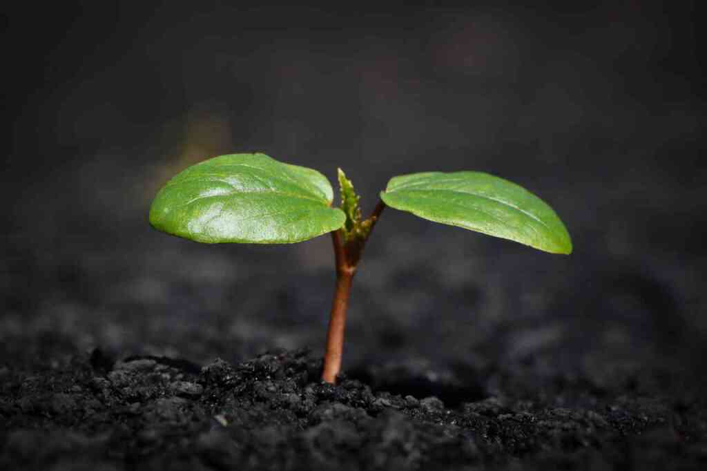 Cosa trapiantare a febbraio nell'orto: prepararsi alla primavera