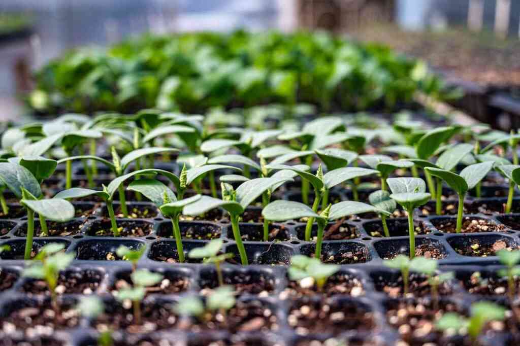 Cosa trapiantare ad aprile nell'orto: il mese della crescita vigorosa