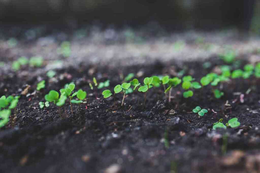  Cosa trapiantare a maggio nell'orto: la piena stagione delle colture estive