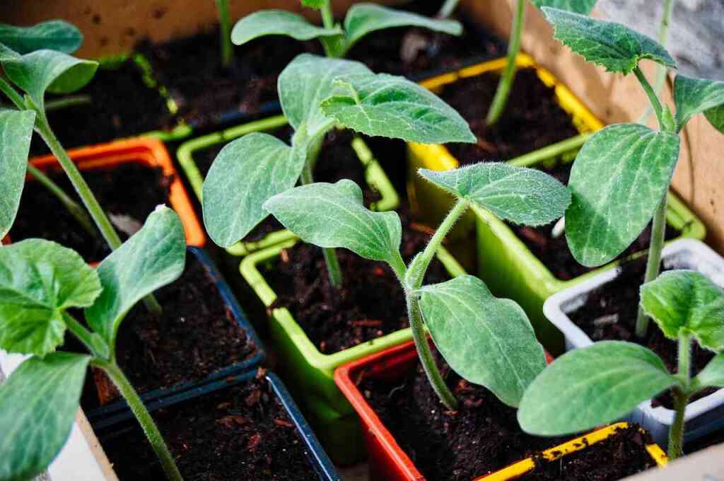  Cosa trapiantare ad agosto nell'orto: preparazione per l'autunno e colture resistenti