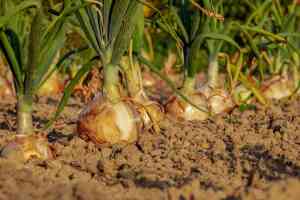 Cosa trapiantare a ottobre nell'orto: prepararsi all'inverno e alla primavera