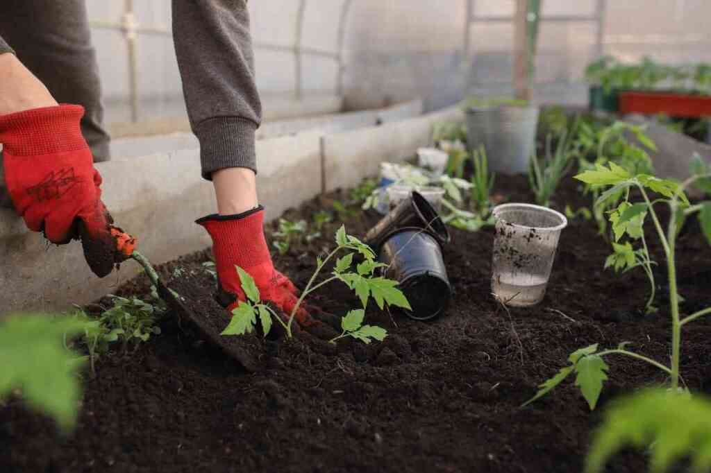 Cosa trapiantare a novembre nell'orto: preparazione per l'inverno e semine primaverili
