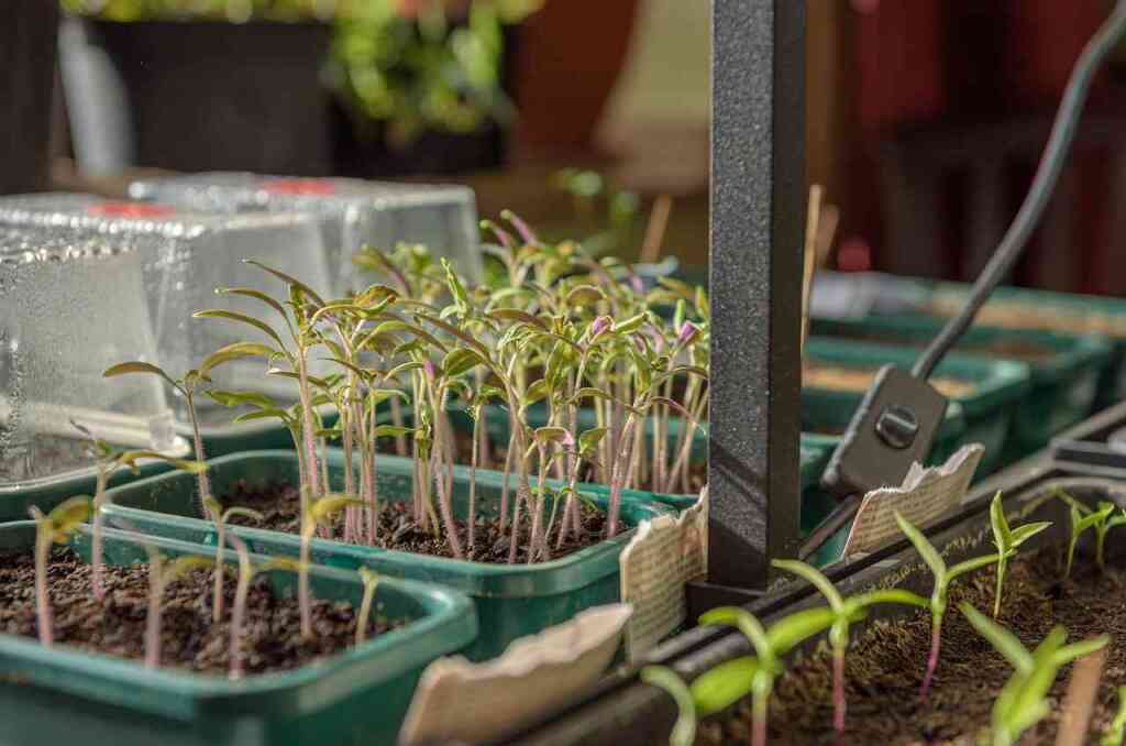 Cosa trapiantare a dicembre nell'orto: preparazione per l'inverno e semine invernali