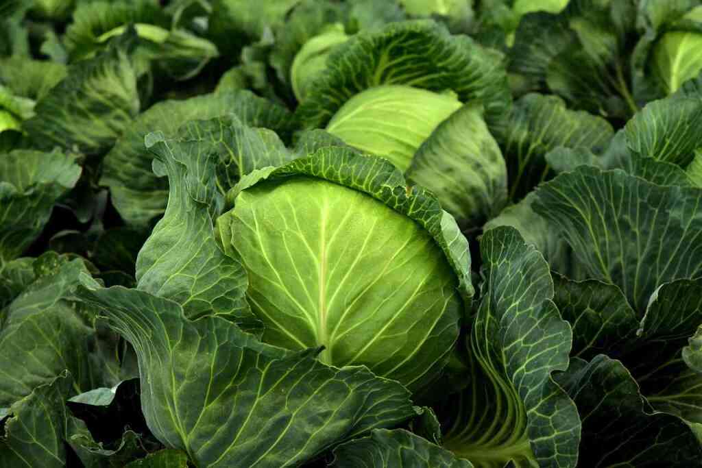 Cosa si raccoglie a gennaio nell'orto: i tesori invernali