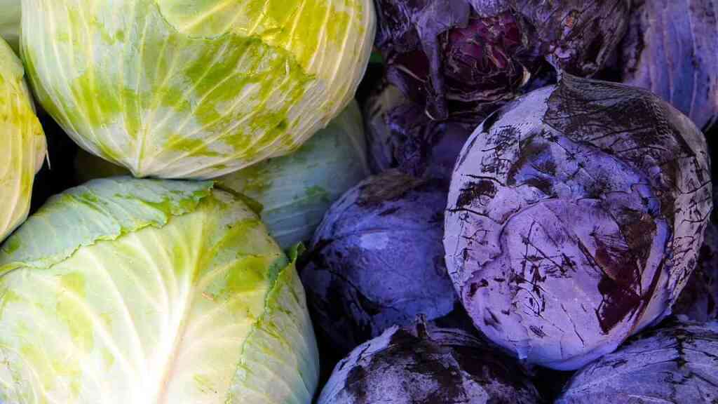  Cosa si raccoglie a febbraio nell'orto: i sapori dell'inverno