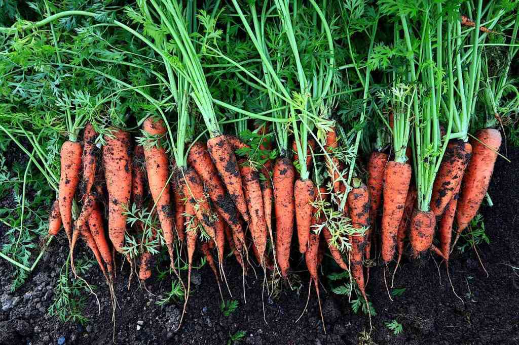 Cosa si raccoglie a marzo nell'orto: il risveglio della primavera