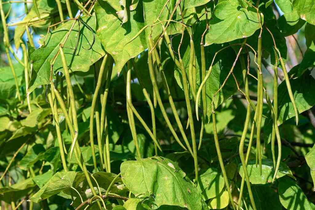  Cosa si raccoglie a maggio nell'orto: la stagione della rinascita