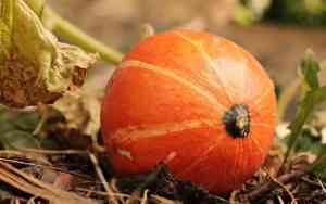 Cosa si raccoglie a novembre nell'orto: il riposo dell'inverno