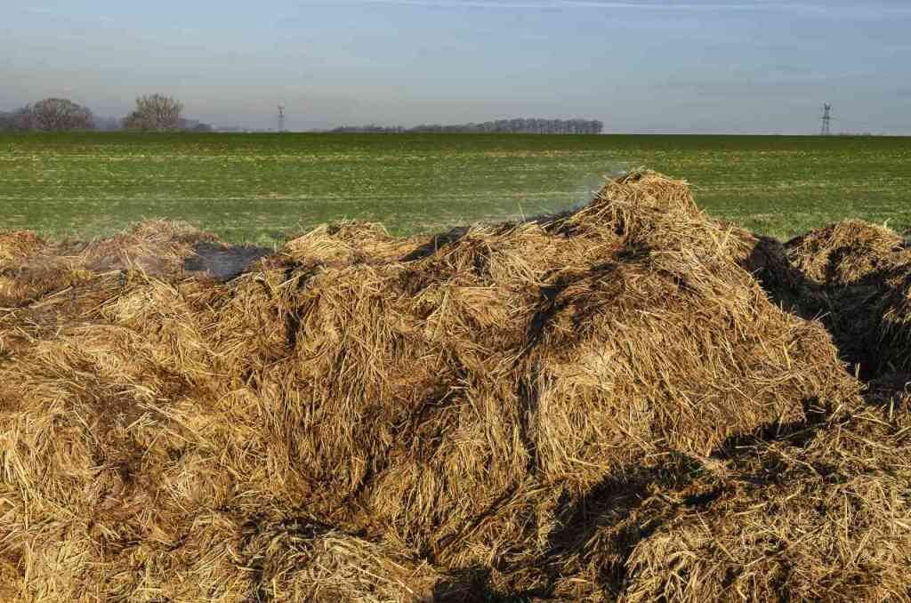 Letame: Come Usarlo per Concimare l'Orto Biologico