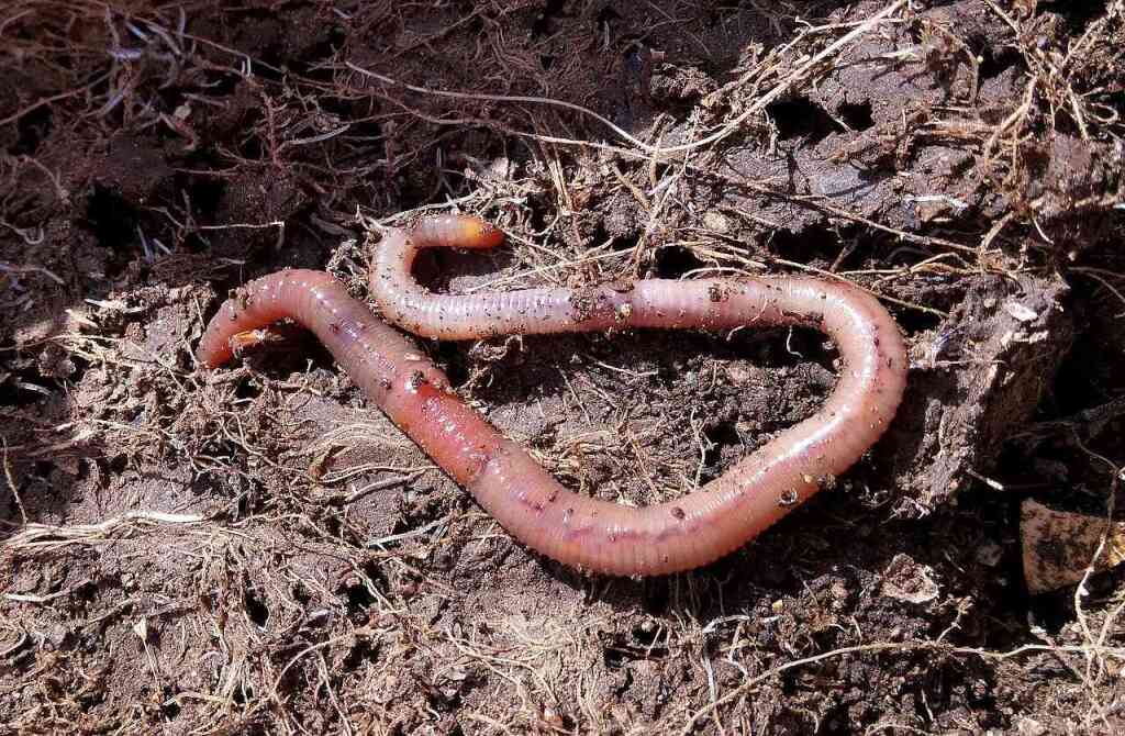 Humus: Il Segreto per un Orto Biologico Ricco e Fertile