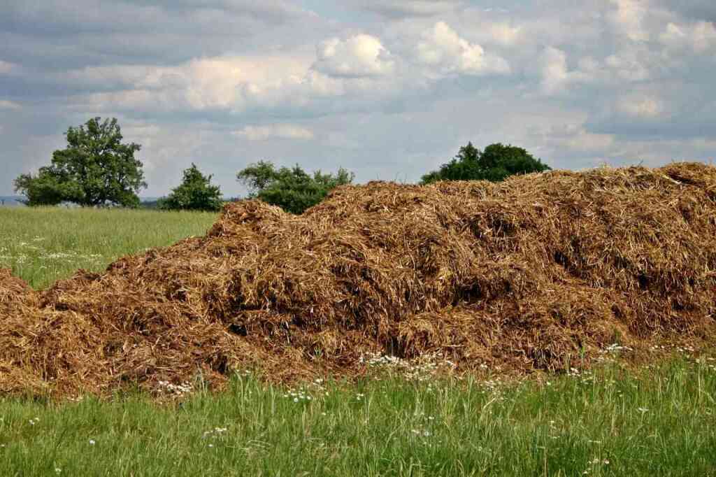 dung-500353_1920