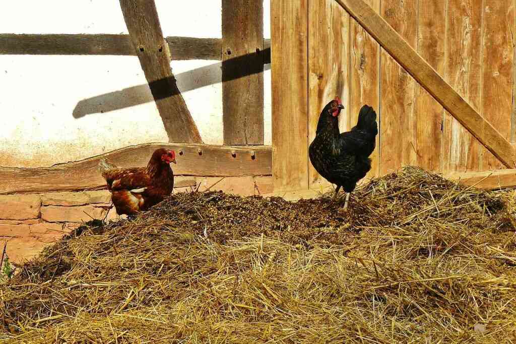 chicken-953611_1280