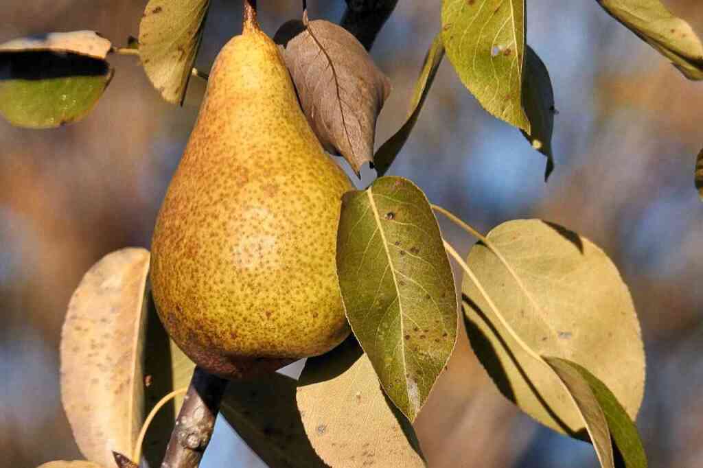  Guida alla Coltivazione del Pero. Trucchi e consigli