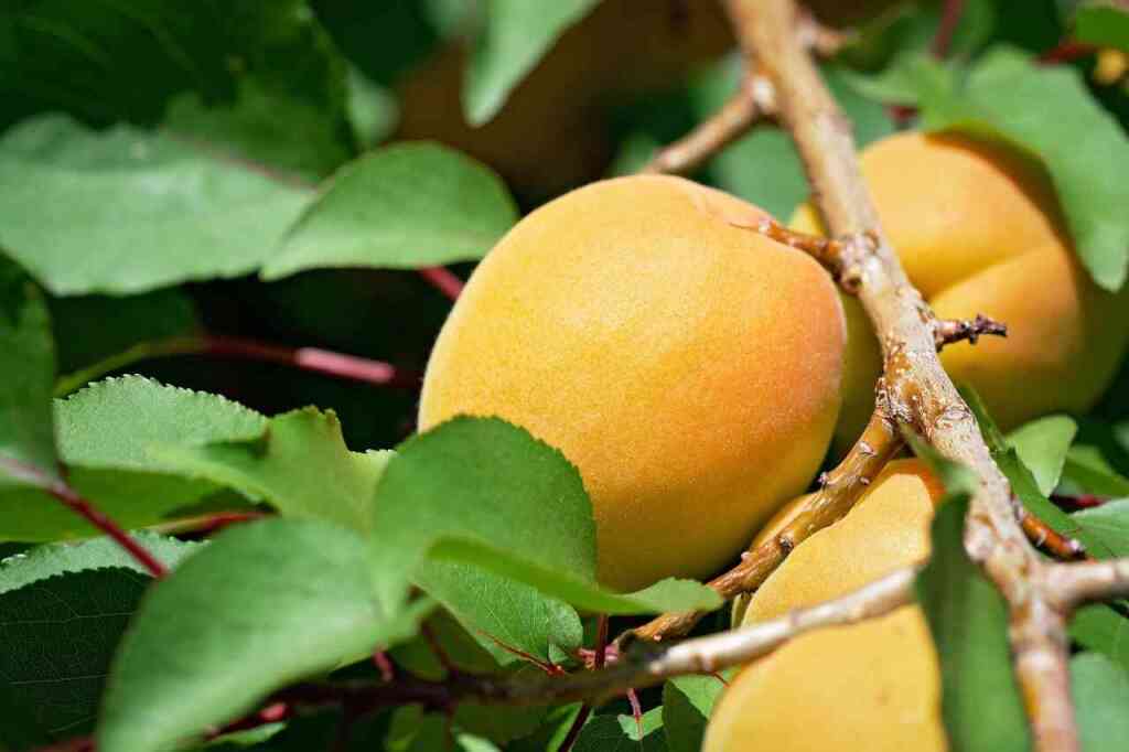 Guida alla Coltivazione dell'Albicocco. Consigli e trucchi