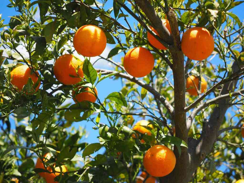 Guida alla Coltivazione dell'Arancio. Consigli e trucchi