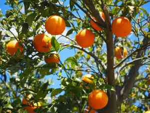 Guida alla Coltivazione dell'Arancio. Consigli e trucchi