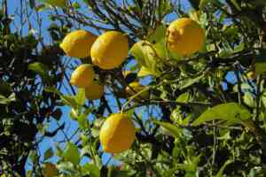 Guida alla Coltivazione del Limone. Consigli e trucchi