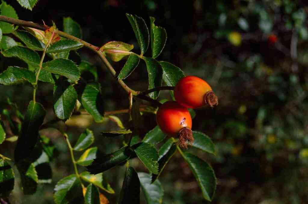 Guida alla Coltivazione delle Bacche di Goji