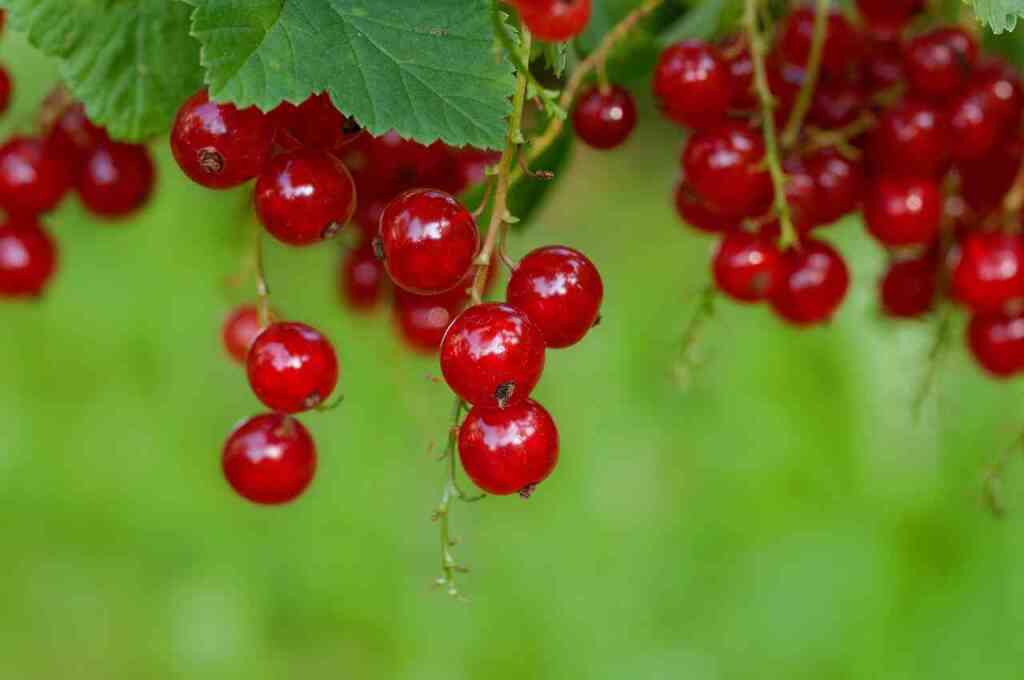  Guida alla Coltivazione del Ribes