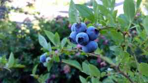 Guida alla Coltivazione del Mirtillo Americano (Highbush)