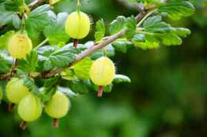 Guida alla Coltivazione dell'Uva Spina (Gooseberry)