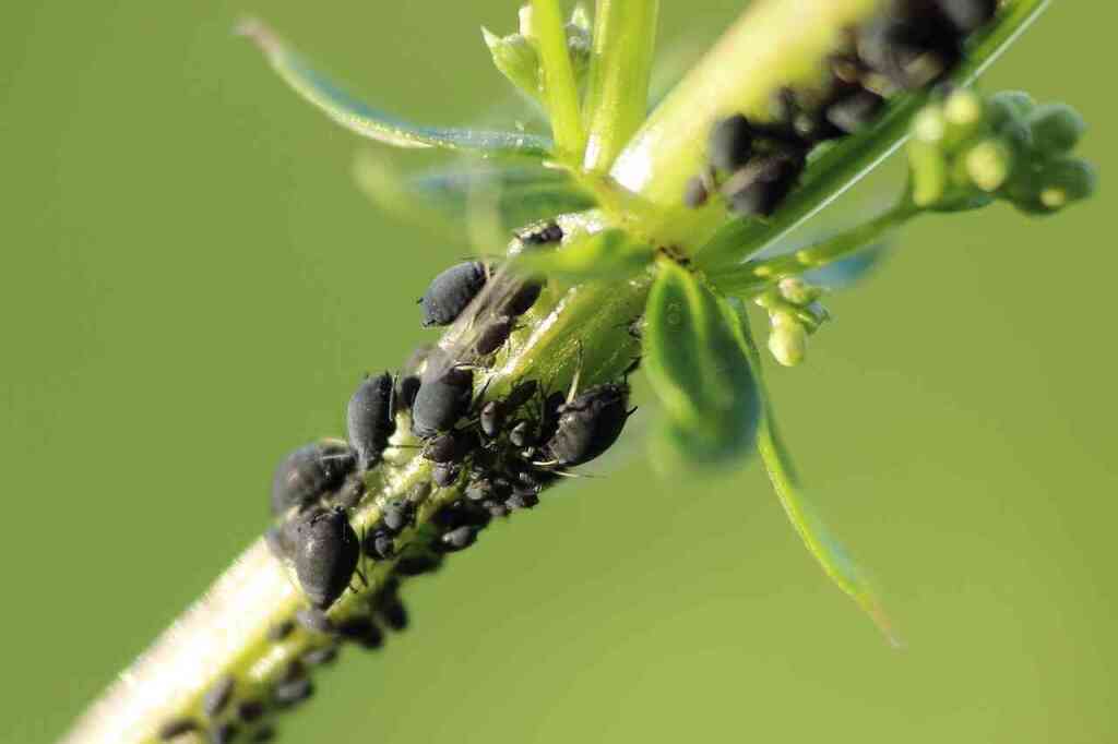 Afidi nell'Orto: Come Riconoscerli e Difendersi in Modo Naturale ed Efficace
