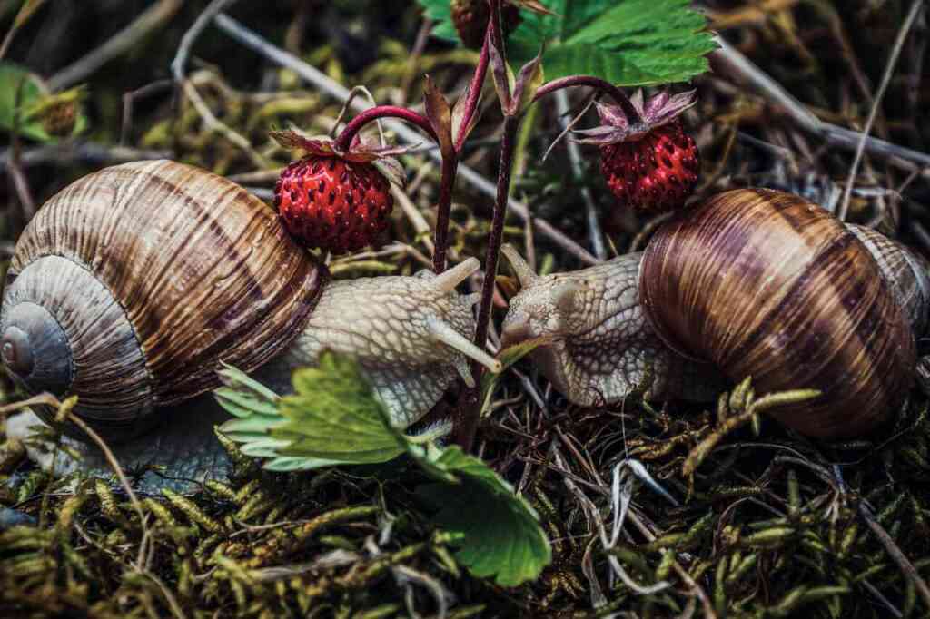 Difendere l'Orto da Lumache e Chiocciole: Rimedi Naturali ed Efficaci