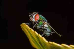 Mosca della Carota: Come Riconoscerla e Difendere il Tuo Orto
