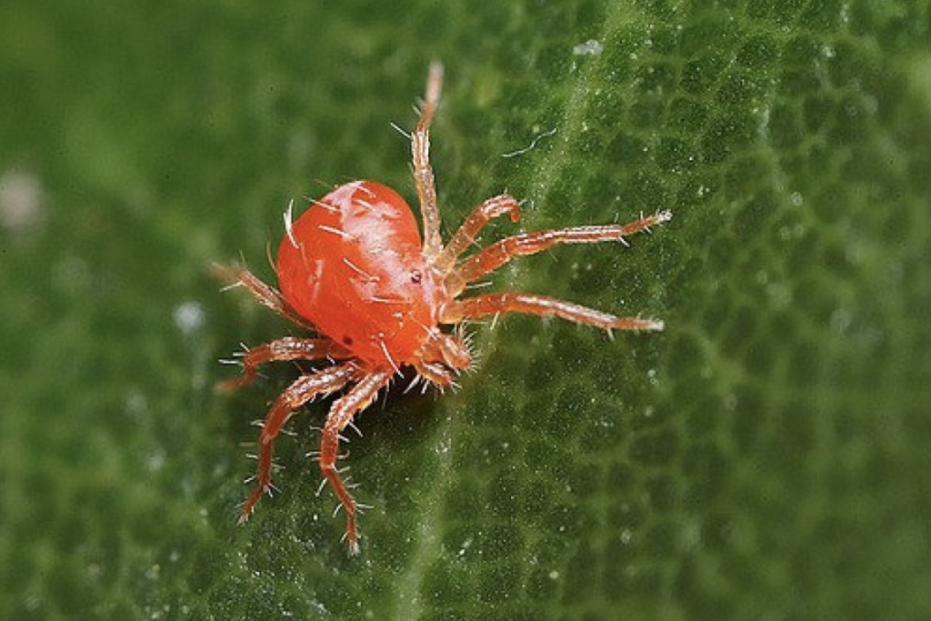 Il Ragnetto Rosso nell'Orto: Come Riconoscerlo e Difendersi in Modo Naturale