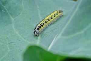 Difendere l'Orto dalla Cavolaia: Come Proteggere le Brassicacee in Modo Naturale