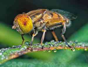 Mosca del Porro: Come Riconoscerla e Proteggere il Tuo Orto