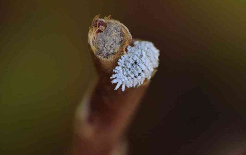 La Cocciniglia: Come Riconoscerla e Difendere il Tuo Orto in Modo Naturale