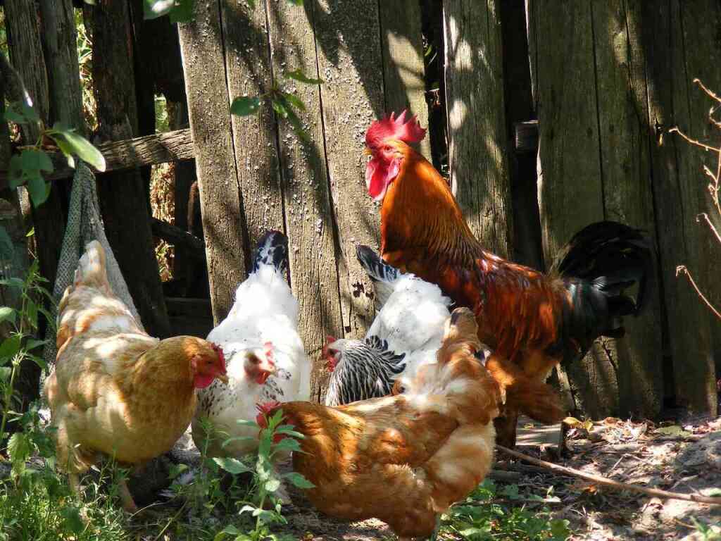 Guida per Principianti all'Allevamento di Galline Ovaiole