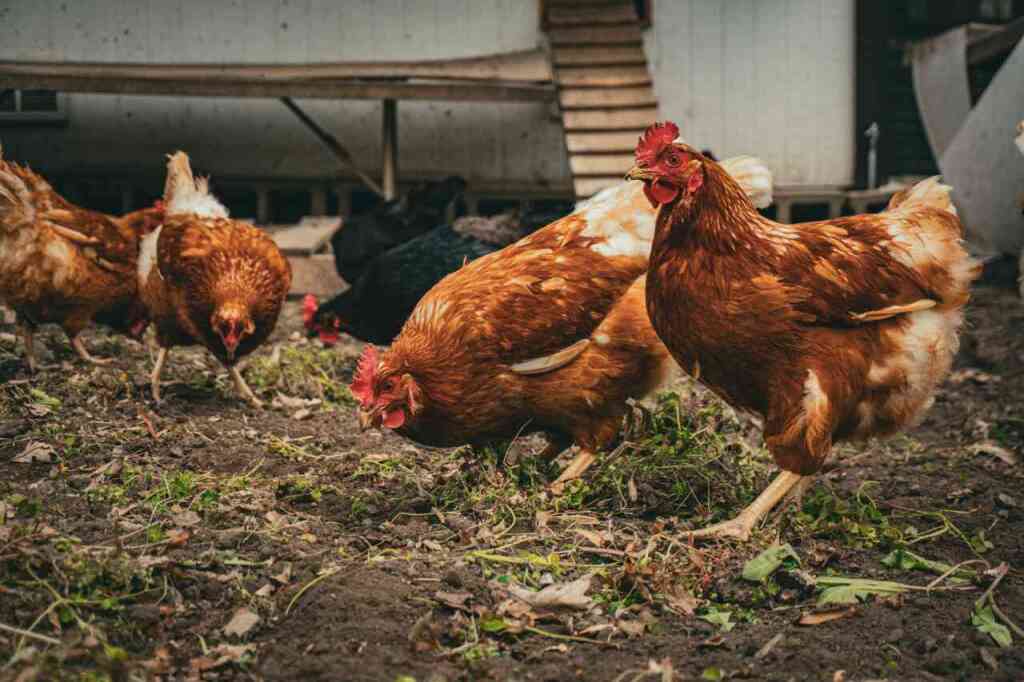 Alimentazione delle Galline: Cosa Dare e Cosa Evitare per una Vita Sana e Uova di Qualità