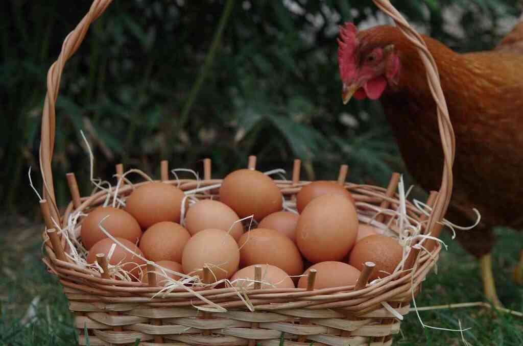 Le Migliori Razze di Galline per la Produzione di Uova: Quale Scegliere per il Tuo Pollaio