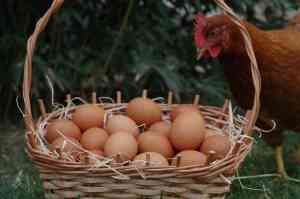 Le Migliori Razze di Galline per la Produzione di Uova: Quale Scegliere per il Tuo Pollaio