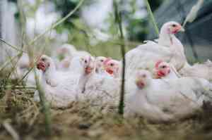 Prevenzione e Cura delle Malattie Comuni nelle Galline