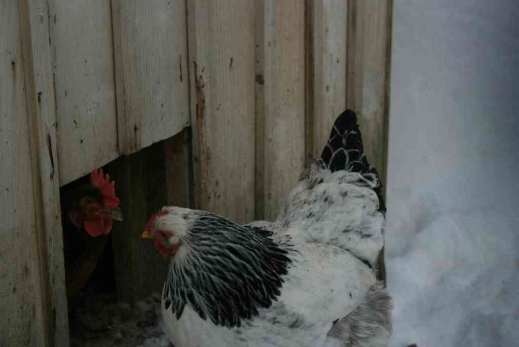 Galline in Inverno: Come Proteggerle dal Freddo